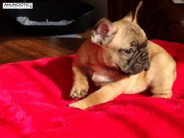 CACHORRO BULLDOG FRANC&Eacute;S