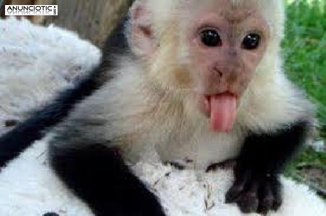 Mono capuchino en venta