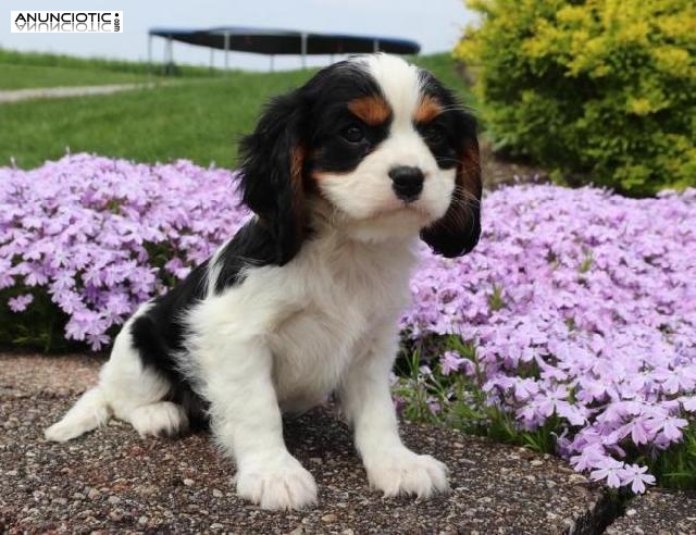  Cavalier King Chaeles Spaniels de Place para obtener m&aacute;s fotos.