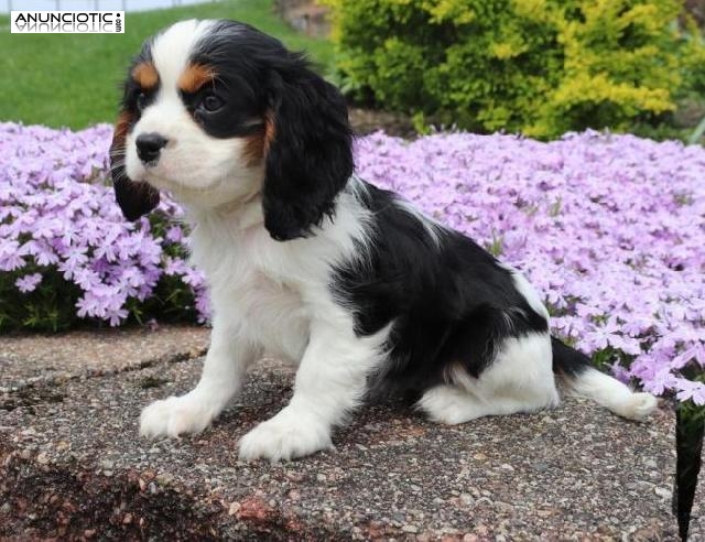  Cavalier King Chaeles Spaniels de Place para obtener m&aacute;s fotos.