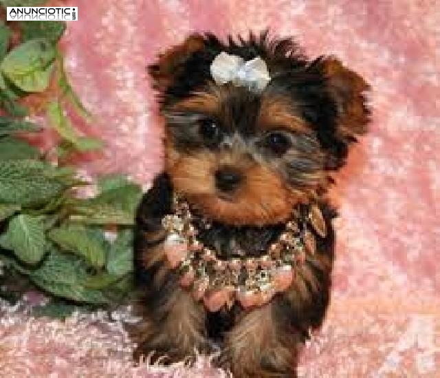 cachorros taza de t&eacute; Yorkie, Masculino y Femenino, 3-6 meses, marr&oacute;n, emoci