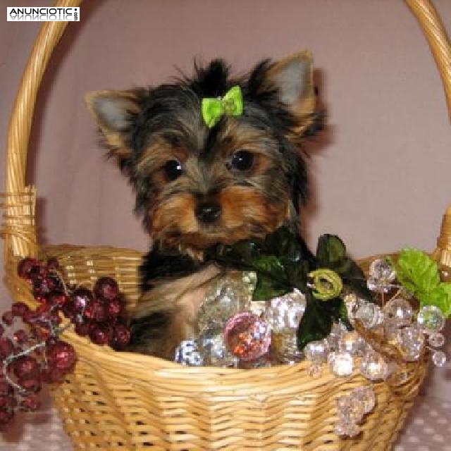 cachorros taza de t&eacute; Yorkie, Masculino y Femenino, 3-6 meses, marr&oacute;n, emoci