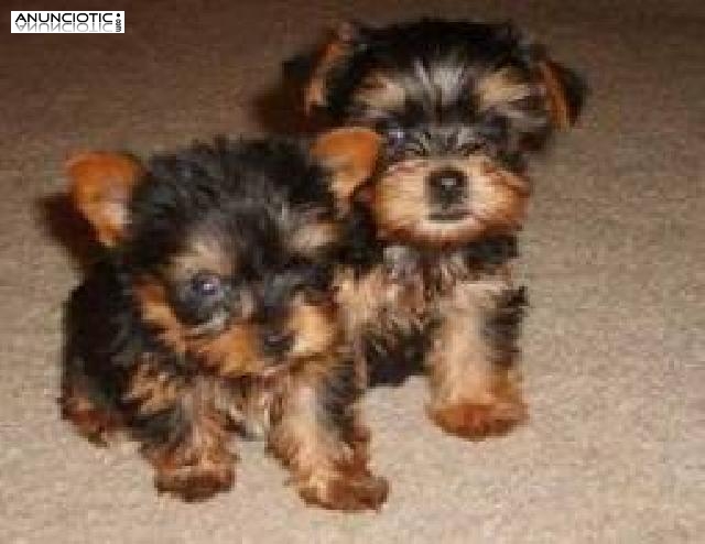 cachorros taza de t&eacute; Yorkie, Masculino y Femenino, 3-6 meses, marr&oacute;n, emoci