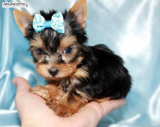 cachorros taza de t&eacute; Yorkie, Masculino y Femenino, 3-6 meses, marr&oacute;n, emoci
