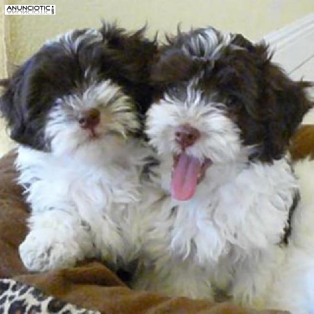 Havanese cachorros en adopci&oacute;n