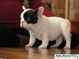 cachorros de bulldog franc&eacute;s lindo y adorable para adopci&oacute;n
