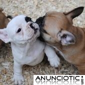 cachorros de bulldog franc&eacute;s lindo y adorable para adopci&oacute;n