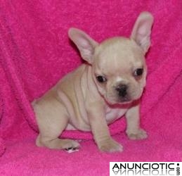 Adorables cachorros Bulldog Franc&eacute;s