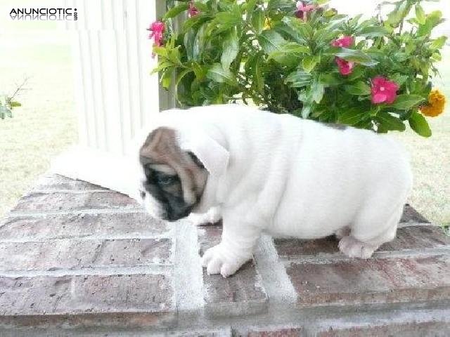 Preciosa camada de Bulldog Ingles.