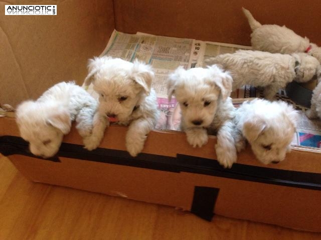 Hermosos cachorros bichon fris&eacute;