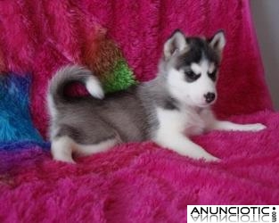  Husky siberiano cachorros para su adopci&oacute;n.
