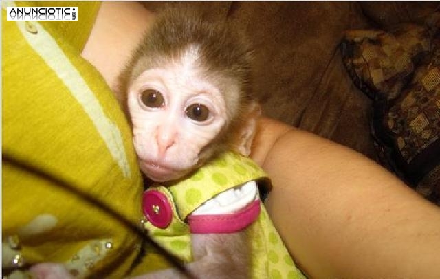 Apuesto beb&eacute; masculino y femenino capuchino