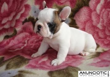 12 semanas de edad cachorros bulldog franc&eacute;s Para Adopci&oacute;n