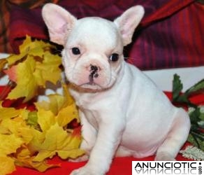 12 semanas de edad cachorros bulldog franc&eacute;s Para Adopci&oacute;n