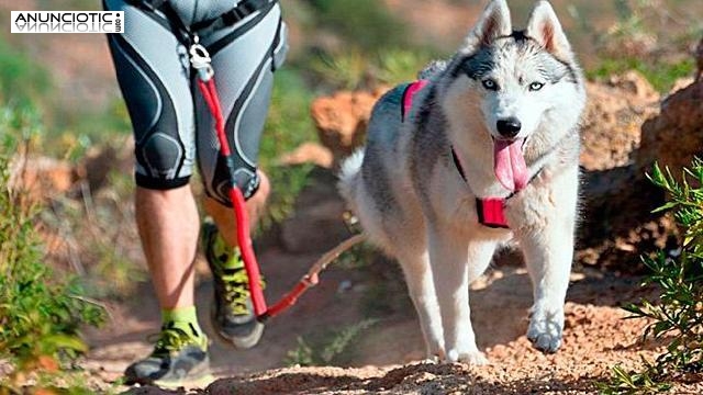 &iquest;Qu&eacute; hace Canicross en los perros?