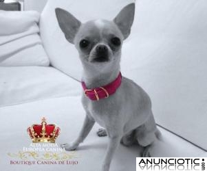 Collares para Perros Peque&Atilde;&plusmn;os, de lujo
