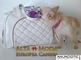 Lujo para Perros de Raza Peque&Atilde;&plusmn;a