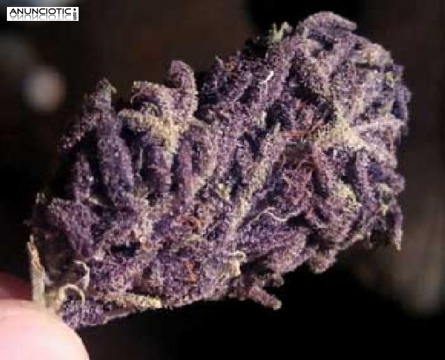 Entrega m&aacute;s r&aacute;pida en cualquier ubicaci&oacute;n de los cristales de Mephedrone MD