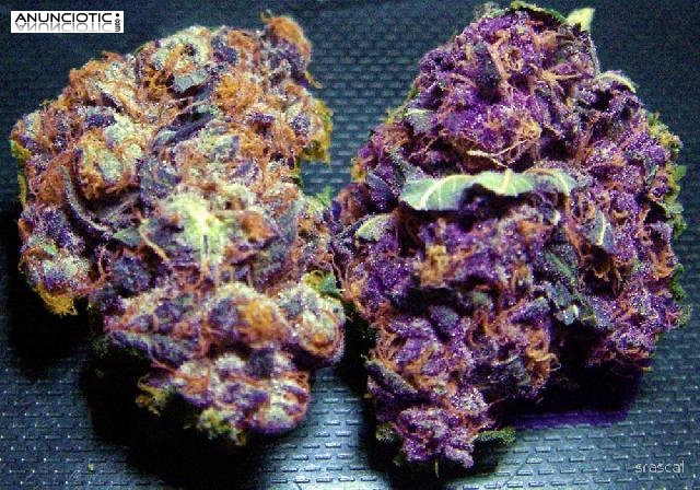 Entrega m&aacute;s r&aacute;pida en cualquier ubicaci&oacute;n de los cristales de Mephedrone MD