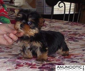Yorkies cachorros terrier para su aprobaci&oacute;n