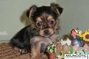 Yorkies cachorros terrier para su aprobaci&oacute;n
