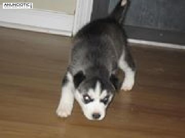tres cachorros husky siberiano para su aprobaci&oacute;n.