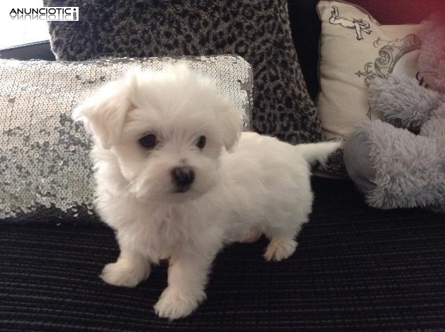 Malt&eacute;s cachorros