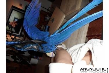 Mano levantada beb&eacute;s loro para su aprobaci&oacute;n