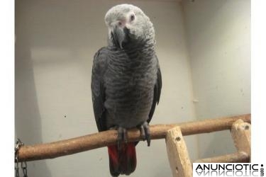 Mano levantada beb&eacute;s loro para su aprobaci&oacute;n