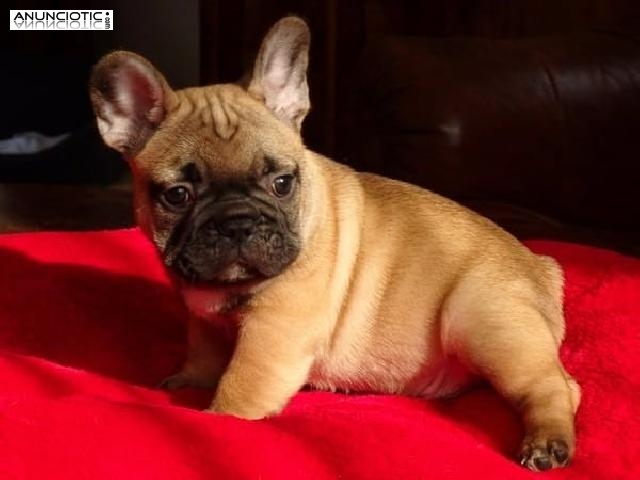  Bulldog Franc&eacute;s. Cachorros pura raza