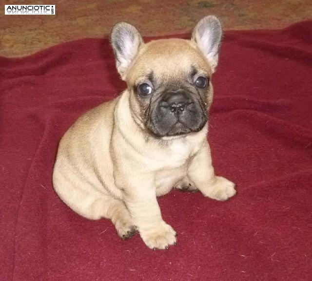 cachorritos de bulldog franc&eacute;s