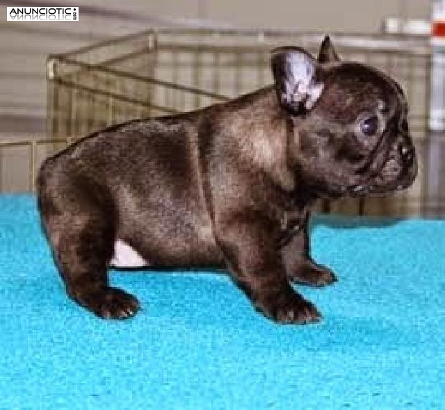 cachorritos de bulldog franc&eacute;s