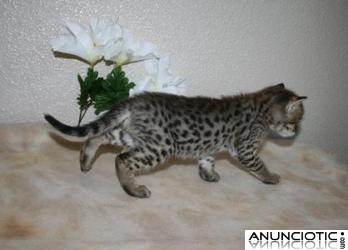 gatitos sabana - el ocelote y el serval