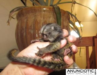 tit&iacute; monos para la adopci&oacute;n libre