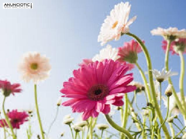 Alicia Pe&ntilde;a Vidente-Medium 931258047 806408107