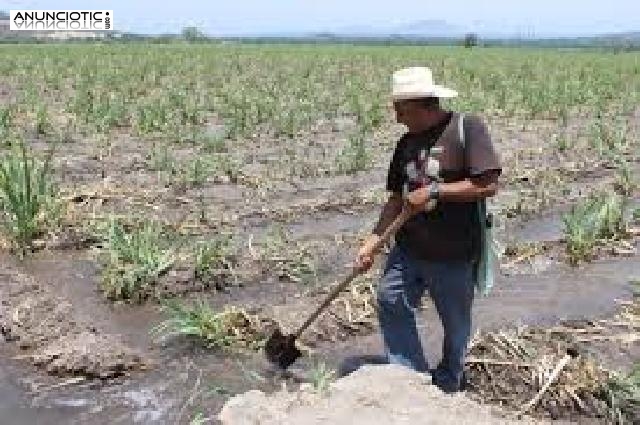 Se busca personal para trabajar en la campa&ntilde;a de la fresa y otras