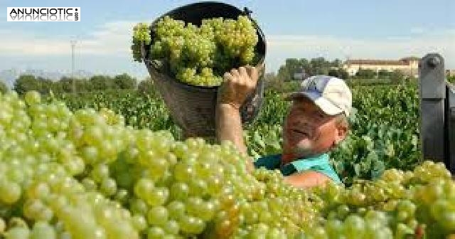 Selecci&oacute;n de jornaleros para recogida de fruta y verdura