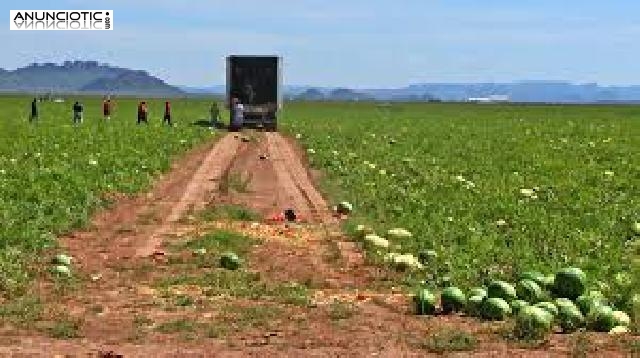 Se busca personal para trabajar en la campa&ntilde;a de la fresa y otras cam