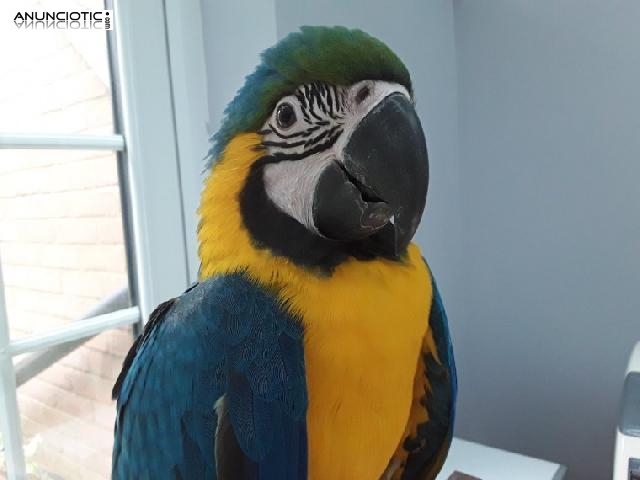 Hermosa mano criada azul y oro beb&eacute; guacamayo.