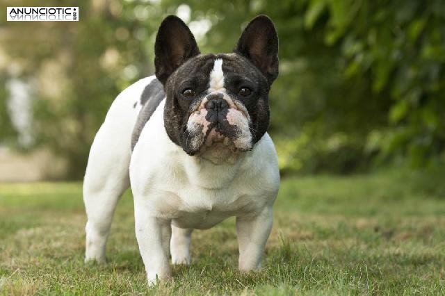 Cachorros Bulldog Franc&eacute;s Disponibles,
