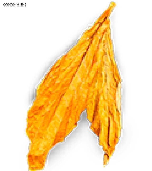 Gold Lemon desde 12� kg 633438735