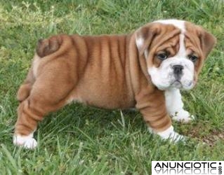 100% Inicio planteadas Ingl&eacute;s bulldog listo