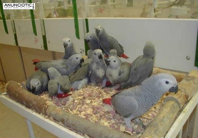 Loros, avestruz, pollitos y huevos f&eacute;rtiles para l