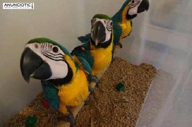 Loros, avestruz, pollitos y huevos f&eacute;rtiles para l