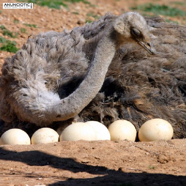 Loros, avestruz, pollitos y huevos f&eacute;rtiles para l