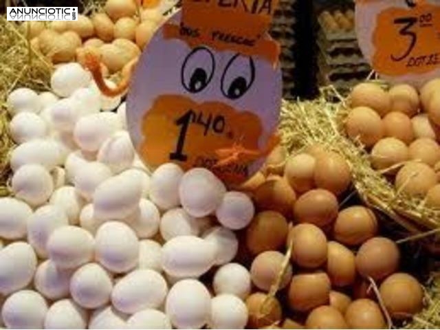 Loros, avestruz, pollitos y huevos f&eacute;rtiles para l