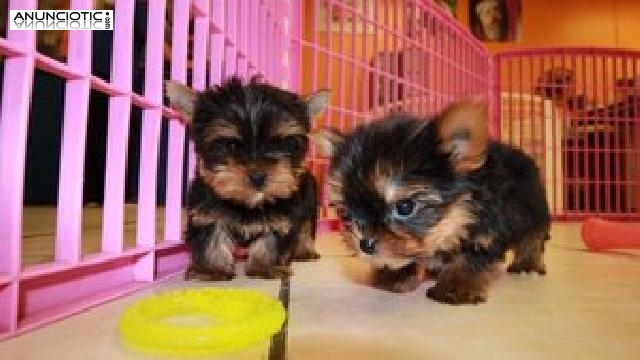 &iexcl;Magn&iacute;ficos cachorros de Yorkie disponibles! Para adopcion