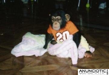 mono chimpancé masculinos y femeninos para adopción 
