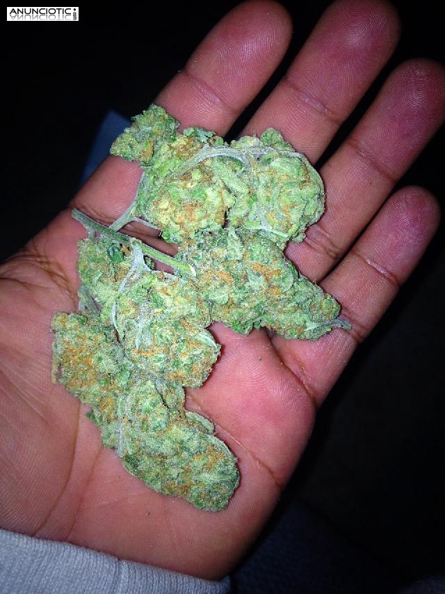 LLEGAMOS AL MARGEN M&Eacute;DICO DE GRADO SUPERIOR, RICK SIMPSON Oil, RSO, HEMP OI