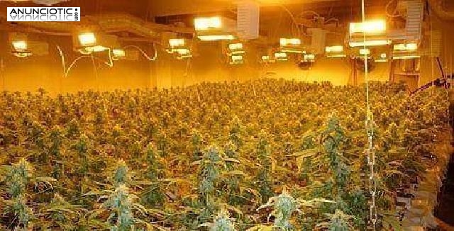 LLEGAMOS AL MARGEN M&Eacute;DICO DE GRADO SUPERIOR, RICK SIMPSON Oil, RSO, HEMP OI